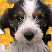 Adorable Puppy Jigsaw Puzzle Фото