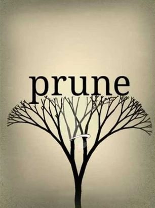 Prune Фото