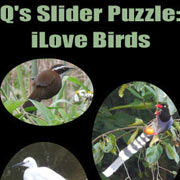 Q’s Slider Puzzle: iLove Birds Фото