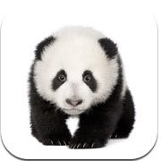 ABA Flash Cards - Zoo Animals Фото