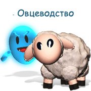 Овцеводство Фото